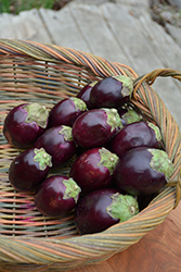 Amethyst Eggplant (Solanum melongena 'Amethyst') at A Very Successful Garden Center