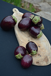 Pot Black Eggplant (Solanum melongena 'Pot Black') at A Very Successful Garden Center