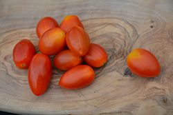 Jelly Bean Tomato (Solanum lycopersicum 'Jelly Bean') at A Very Successful Garden Center
