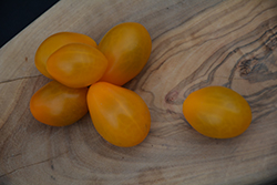 Yellow Jelly Bean Tomato (Solanum lycopersicum 'Yellow Jelly Bean') at A Very Successful Garden Center