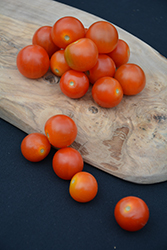 Sweet N' Neat Cherry Scarlet Tomato (Solanum lycopersicum 'Sweet N' Neat Cherry Scarlet') at A Very Successful Garden Center