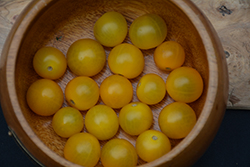Lemon Cherry Tomato (Solanum lycopersicum 'Lemon Cherry') at A Very Successful Garden Center