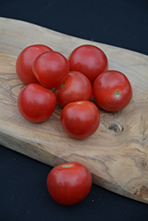 42 Days Tomato (Solanum lycopersicum '42 Days') at A Very Successful Garden Center