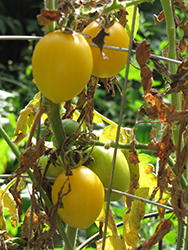 Yellow Plum Tomato (Solanum lycopersicum 'Yellow Plum') at A Very Successful Garden Center