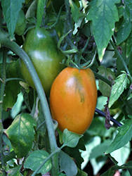 Orange Banana Tomato (Solanum lycopersicum 'Orange Banana') at A Very Successful Garden Center