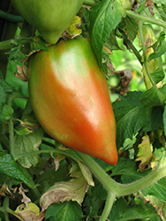 Jersey Devil Tomato (Solanum lycopersicum 'Jersey Devil') at A Very Successful Garden Center