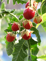 Litchi Tomato (Solanum sisymbriifolium) at A Very Successful Garden Center