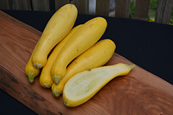 Superset Yellow Squash (Cucurbita pepo var. torticollia 'Superset') at A Very Successful Garden Center