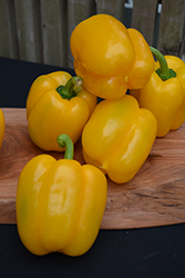 Golden Summer Sweet Pepper (Capsicum annuum 'Golden Summer') at A Very Successful Garden Center