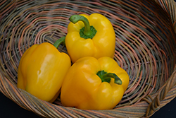 Yellow Bell Pepper (Capsicum annuum 'Yellow Bell') at A Very Successful Garden Center