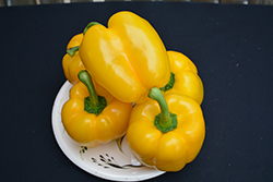 Golden Calwonder Sweet Pepper (Capsicum annuum 'Golden Calwonder') at A Very Successful Garden Center