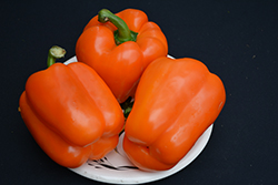 Orange Marmalade Pepper (Capsicum annuum 'Orange Marmalade') at A Very Successful Garden Center