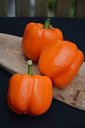Orange Blaze Pepper (Capsicum annuum 'Orange Blaze') at A Very Successful Garden Center