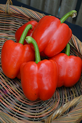 Red Bell Pepper (Capsicum annuum 'Red Bell') at A Very Successful Garden Center