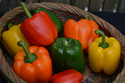 Rainbow Bell Sweet Pepper (Capsicum annuum 'Rainbow Bell') at A Very Successful Garden Center