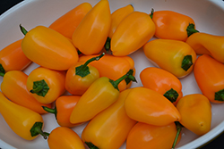 Snackabelle Yellow Sweet Pepper (Capsicum annuum 'Snackabelle Yellow') at A Very Successful Garden Center