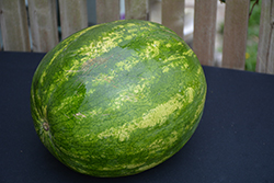 Solitaire Watermelon (Citrullus lanatus 'Solitaire') at A Very Successful Garden Center