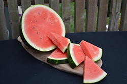 Cal Sweet Bush Watermelon (Citrullus lanatus 'Cal Sweet Bush') at A Very Successful Garden Center