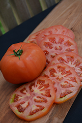 Supersteak Tomato (Solanum lycopersicum 'Supersteak') at A Very Successful Garden Center