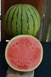 Mielhart Watermelon (Citrullus lanatus 'Mielhart') at A Very Successful Garden Center