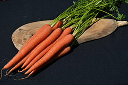 Mokum Carrot (Daucus carota var. sativus 'Mokum') at A Very Successful Garden Center