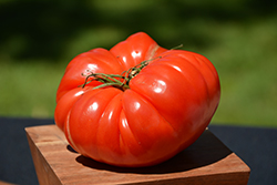 German Johnson Tomato (Solanum lycopersicum 'German Johnson') at A Very Successful Garden Center