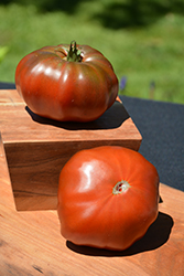 Brandywine Black Tomato (Solanum lycopersicum 'Brandywine Black') at A Very Successful Garden Center
