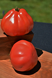 Goldman's Italian American Tomato (Solanum lycopersicum 'Goldman's Italian-American') at A Very Successful Garden Center