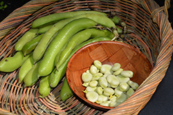 Jumbo Fava Bean (Vicia faba 'Jumbo') at A Very Successful Garden Center