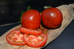 Bush Champion II Tomato (Solanum lycopersicum 'Bush Champion II') at A Very Successful Garden Center