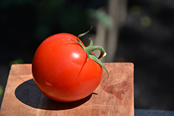 Mountain Fresh Plus Tomato (Solanum lycopersicum 'Mountain Fresh Plus') at A Very Successful Garden Center