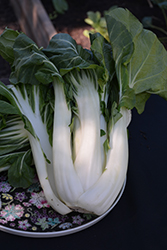 White Stem Bok Choy (Brassica rapa var. chinensis 'White Stem') at A Very Successful Garden Center