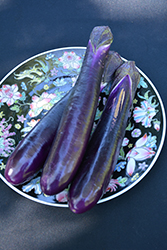 Shikou Eggplant (Solanum melongena 'Shikou') at A Very Successful Garden Center