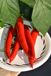 Garden Salsa Hot Pepper (Capsicum annuum 'Garden Salsa') at A Very Successful Garden Center
