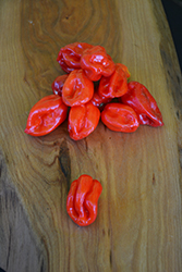 Jamaican Red Hot Pepper (Capsicum chinense 'Jamaican Red Hot') at A Very Successful Garden Center