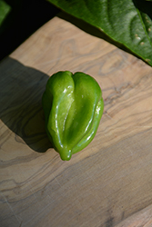 Mohawk Pepper (Capsicum annuum 'Mohawk') at A Very Successful Garden Center