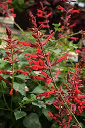 Roman Red Salvia (Salvia 'Roman Red') at A Very Successful Garden Center