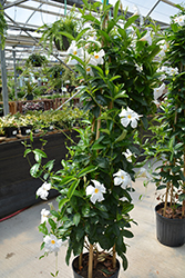 Diamantina Agathe White Mandevilla (Mandevilla 'LANARIZONA') at A Very Successful Garden Center