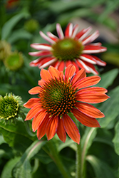 Artisan Red Ombre Coneflower (Echinacea 'PAS1257973') at A Very Successful Garden Center