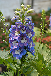 Aurora Blue Larkspur (Delphinium 'Aurora Blue') at A Very Successful Garden Center