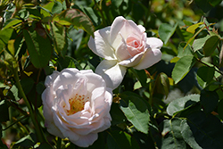 Brindabella Touch Of Pink Rose (Rosa 'GRAsuper') at Lakeshore Garden Centres