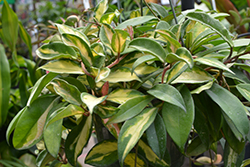 Rubra Wax Plant (Hoya carnosa 'Rubra') at A Very Successful Garden Center