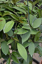 Wax Plant (Hoya bilobata) at A Very Successful Garden Center