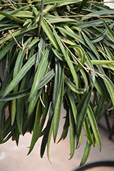 Hoya Longifolia (Hoya longifolia) at A Very Successful Garden Center