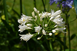 Double Diamond Agapanthus (Agapanthus 'RFDD') at A Very Successful Garden Center