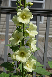 Spotlight Sunshine Hollyhock (Alcea rosea 'Sunshine') at A Very Successful Garden Center