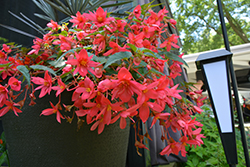 RiseUp Grenadine Red Begonia (Begonia 'Wesberisagred') at A Very Successful Garden Center