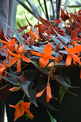 Summerwings Ebony and Orange Begonia (Begonia 'Summerwings Ebony and Orange') at Lakeshore Garden Centres