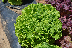 Salanova Green Sweet Crisp Lettuce (Lactuca sativa 'Salanova Green Sweet Crisp') at A Very Successful Garden Center