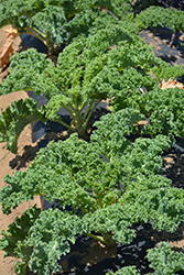 Vates Kale (Brassica oleracea var. sabellica 'Vates') at A Very Successful Garden Center